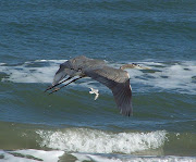 PADRE ISLAND NATIONAL SEASHORE (padre island flying )