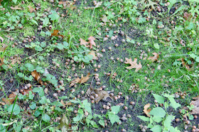 the ground around the oaks is covered with acorns