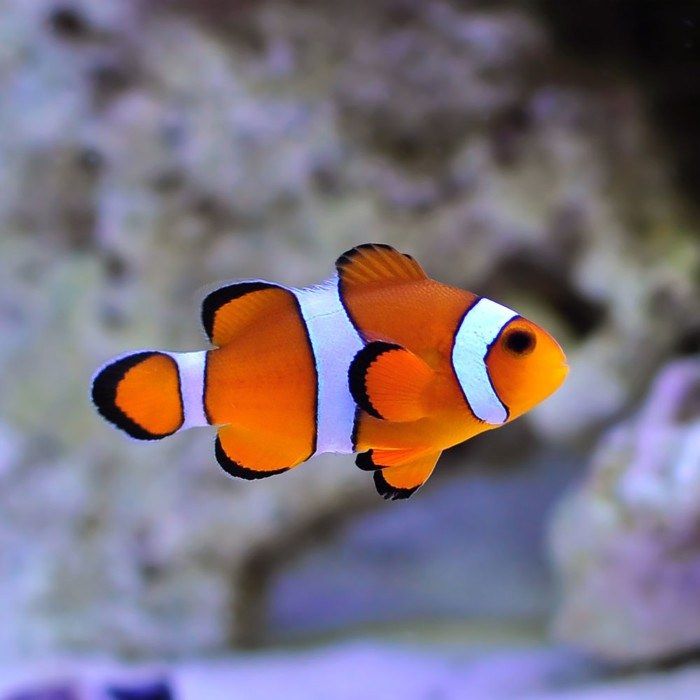 Jenis Ikan Nemo  Terlucu dan Terlaris di Pasaran