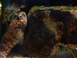 ジェノヴァ水族館の魚