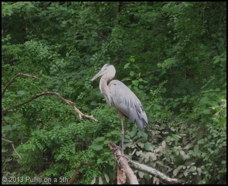 Great Blue on the Tow Path trail, Ohio