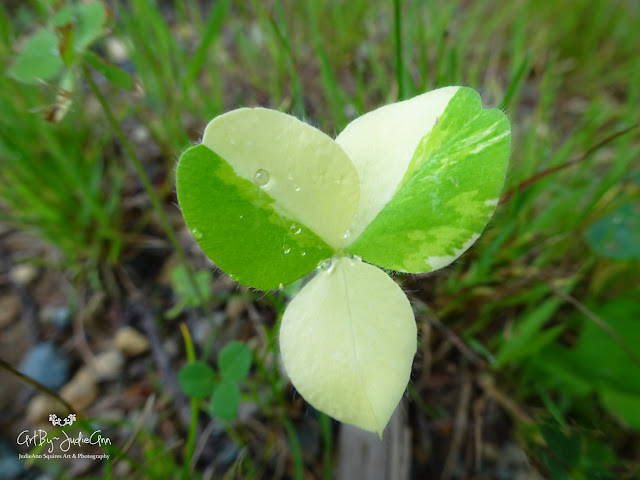 Red Clover Leaf Variegation