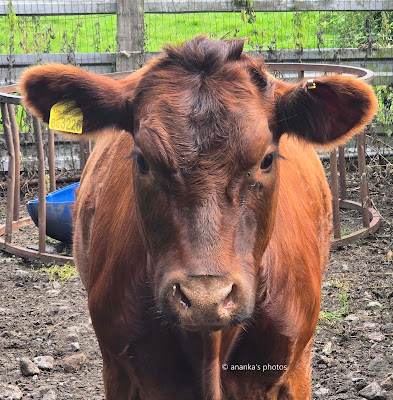 Cow in Scotland