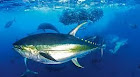 Klasifikasi Dan Morfologi Ikan Tuna Sirip Biru Beserta Habitatnya