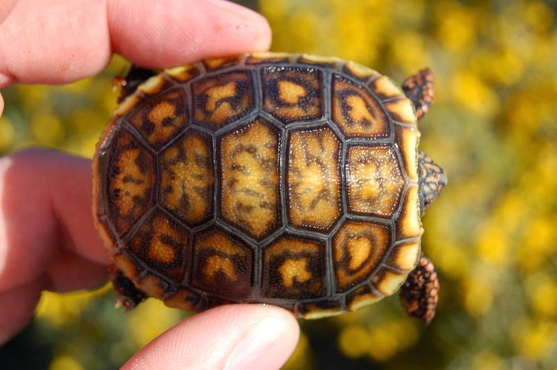 Rules Of The Jungle Taking Care Of The Red Foot Tortoise