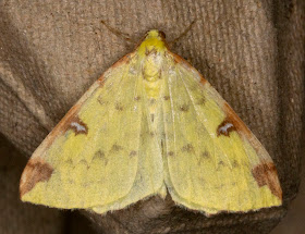 Brimstone Moth, Opisthograptis luteolata. A Geometer.  From Gill Peachey's moth trap at Farthing Downs, 31 August 2011.