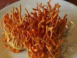 cordyceps militaris