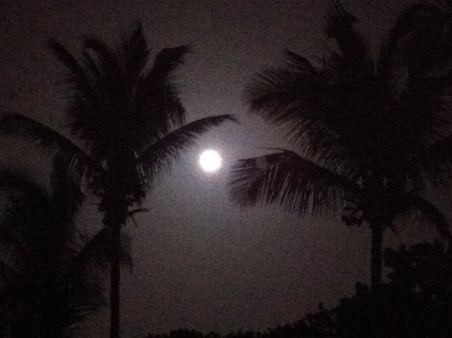 Full Moon Through the Palm Trees at Cinnamon Bay US Virgin Islands