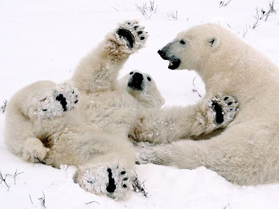 polar bear cubs love animal pictures