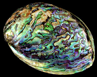 Abalone