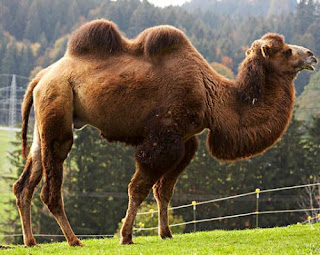 لماذا دعانا الله إلى النظر إلى الإبل كيف خُلقت سترتعش من شدة الاجابة