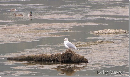 Mallard and Glaucous Wing Gull