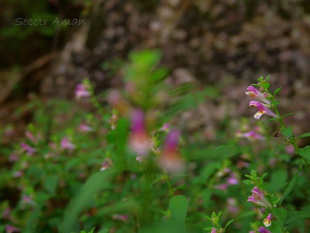 Melampyrum laxum