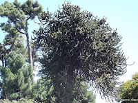 Monkey puzzle tree - Christchurch Botanic Gardens, New Zealand