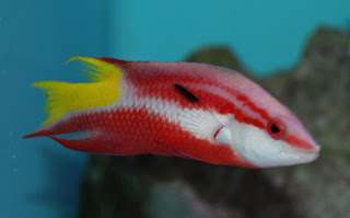 Cuban Hogfish (Bodianus pulchellus)