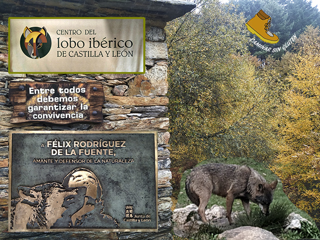 CAMINAR SIN GLUTEN: Encuentro con los lobos en el Centro del Lobo ibérico  Félix Rodríguez de la Fuente en Robledo (Puebla de Sanabria - Zamora)  #EscapadaOtoñal