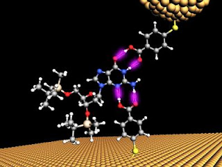 single chemical base of DNA