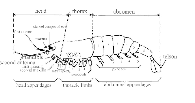 struktur crustacea