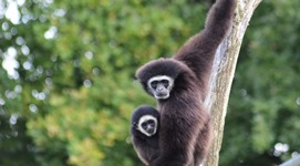 Spay gibbon