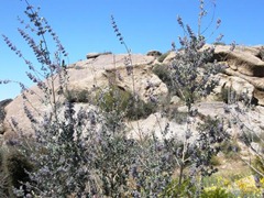 Desert Lavender