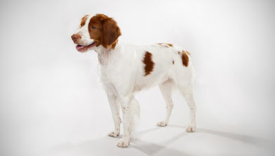 brittany dog