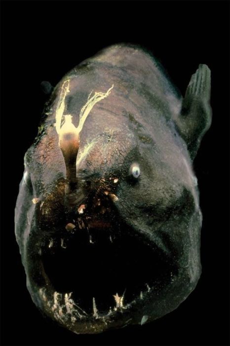 worlds-most-scariest-fishes-pictures