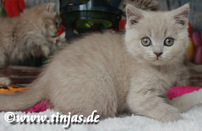 BKH Katzenbaby lilac 9 Wochen 2017 05 10 2