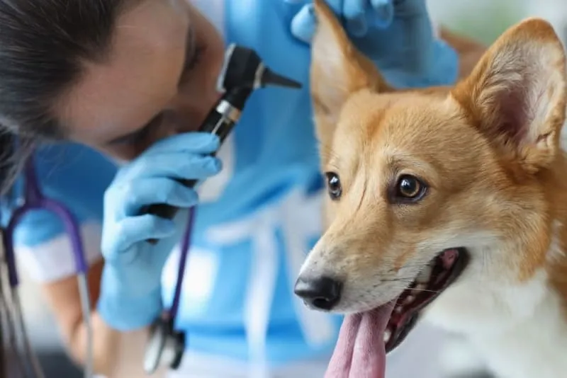  ما هي المادة اللزجة الموجودة في أذن كلبك؟