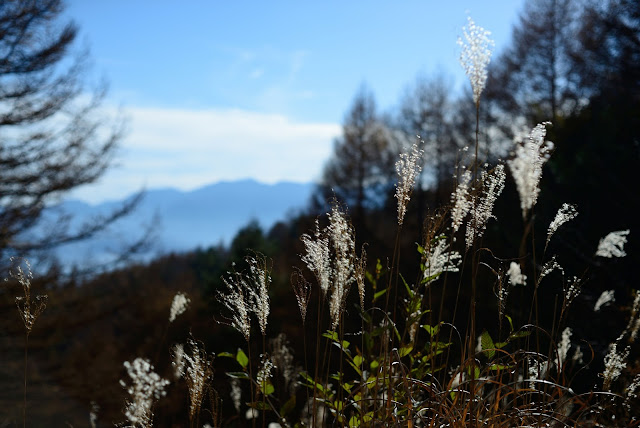 天女山 ススキ ニコンD610