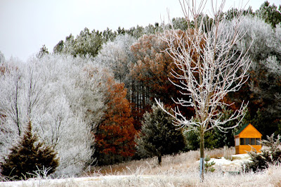 early February hoarfrost