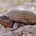 Mud Turtle Facts