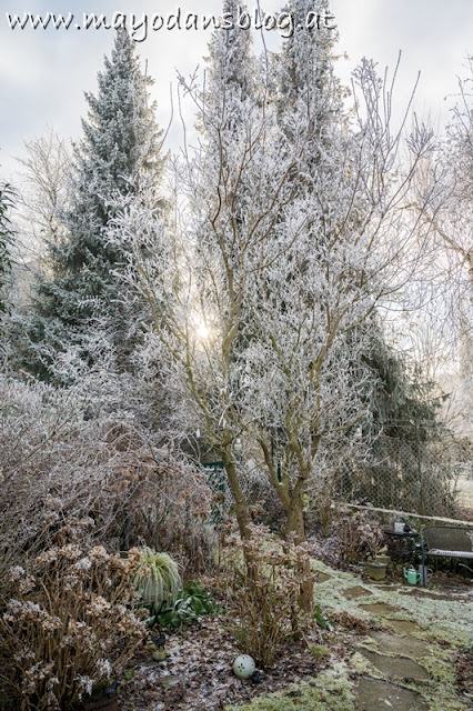 Winter im Garten