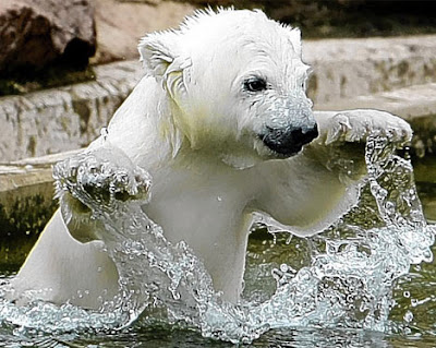Baby Animal - Polar Bear Pics