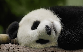sleeping panda pics