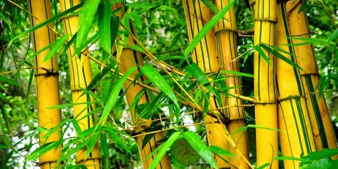 Mitos Kesaktian Tumbuhan Di Indonesia