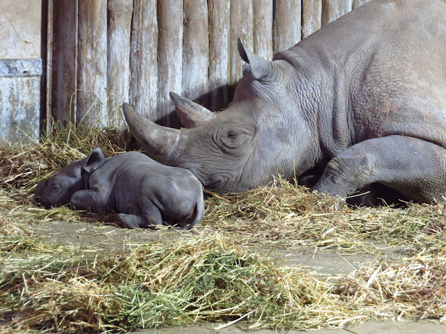 Baby Rhino, Chester Zoo