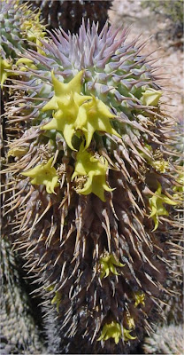 Hoodia alstonii