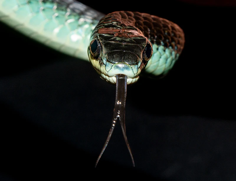 Beautiful Northern tree snake at our back door