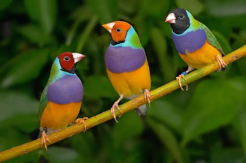 Best Bird Pictures, Pictures - Many Bird Pictures Download - Different Famous Birds of Bangladesh - Beautiful Bird Pictures - beautiful bird - NeotericIT.com