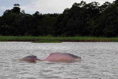 Amazon Pink Dolphins Peru Trip Advisors