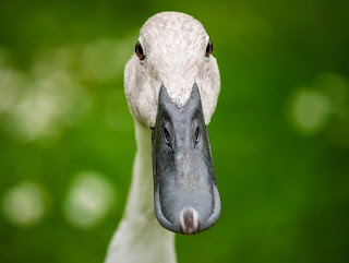 Bebek atau Itik adalah nama umum untuk beberapa spesies burung dalam famili Anatidae Jenis-Jenis Bebek atau Itik Petelur