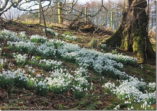11 snowdrops-4