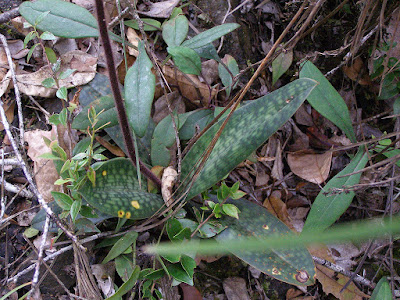 Paphiopedilum ciliolare orchid plant care and culture