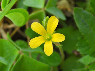 Creeping Woodsorrel by the Xiang River