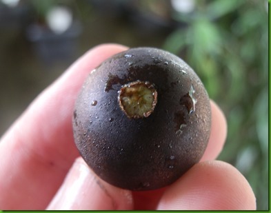 Jabuticaba coroada da restinga (1)