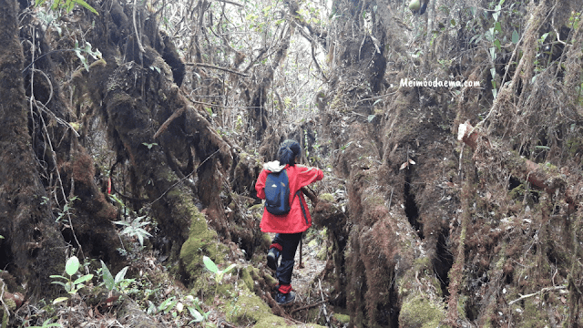 jalur trekking gunung bukit raya