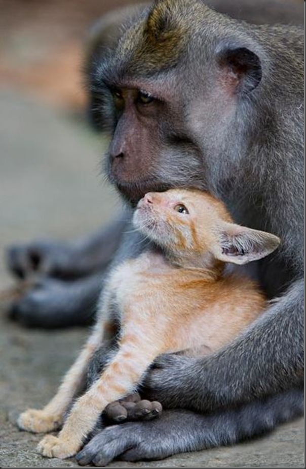 Macaco adota um gatinho (5)