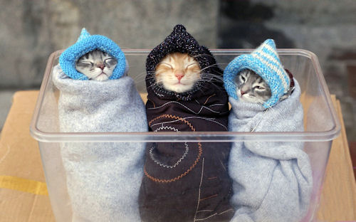 Tres gatitos - Three Kitten - Trois Chatons