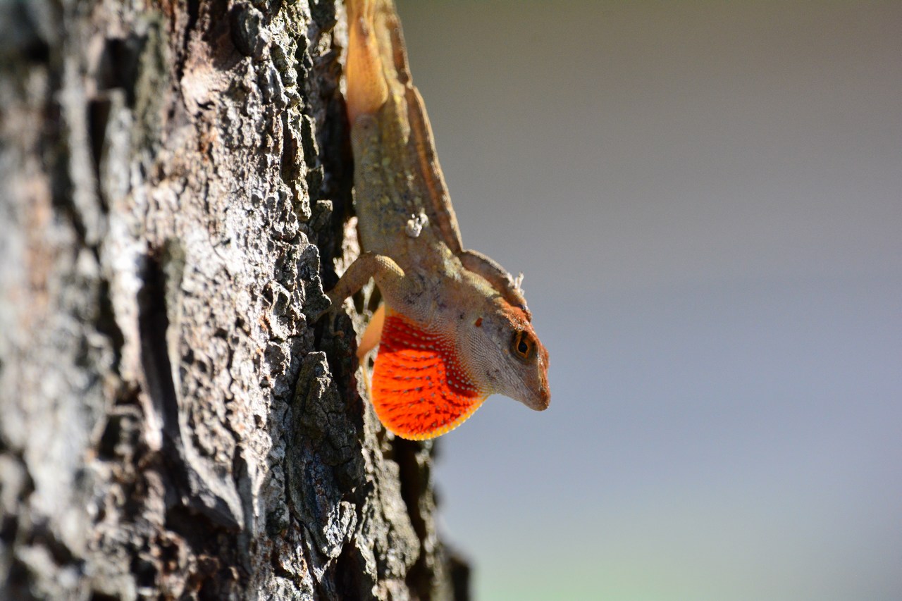 Anolis sagrei