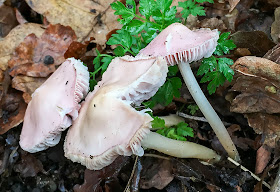 Mycena rosea, Rosy Bonnet.  Coombes Wood, Riddlesdown, 26 December 2014.